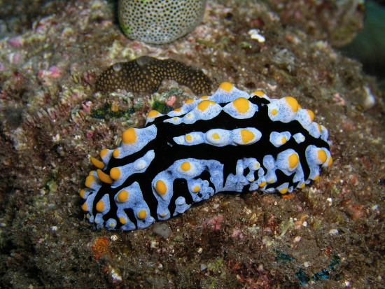  Phyllidia varicosa (Sea Slug)